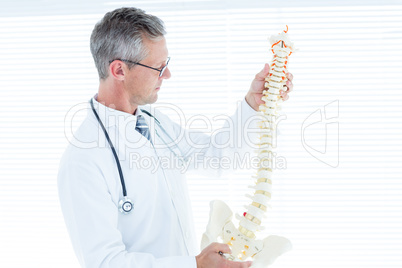 Doctor examining anatomical spine