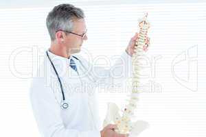 Doctor examining anatomical spine