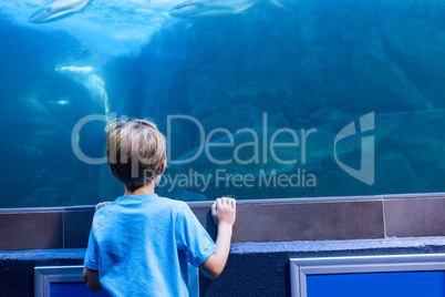 Young man looking at shark in a tank