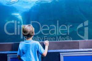 Young man looking at shark in a tank