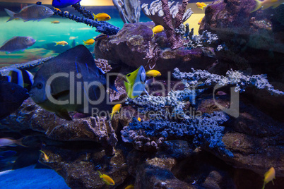 Fish swimming in a tank with coral