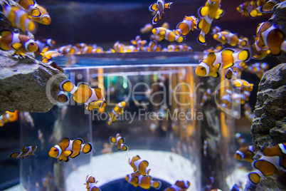 Fish swimming into a circular aquarium