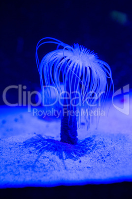 Blue sea anemone in aquarium