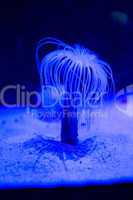 Blue sea anemone in aquarium