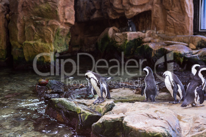 Penguins walking in stones