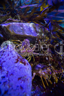 Shrimp hiding in stones in a tank