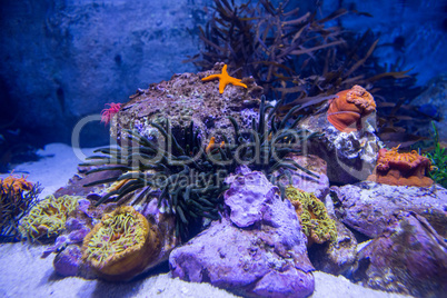 A starfish in a tank with stones