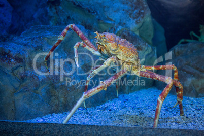 Big crab climbing a stone in tank