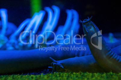 Sea slug in a darkest tank