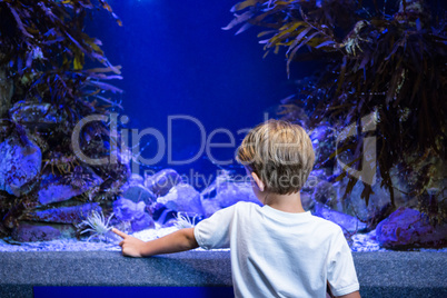 Young man pointing a shrimp in a tank