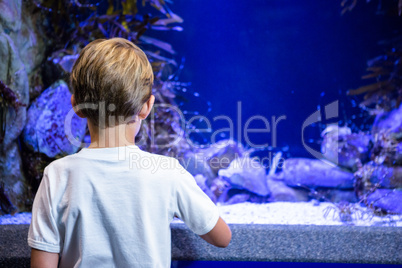 Young man looking at shrimp in a tank behind camera