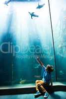 Young man pointing a penguins in an illuminate tank