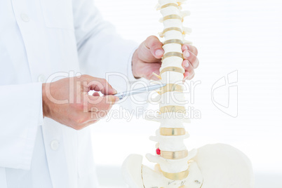 Doctor showing anatomical spine with his pen