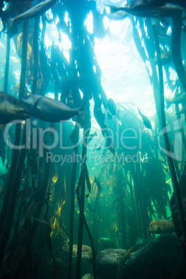 Fish swimming in a green water