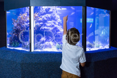 Young man pointing fish in a tank