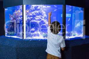 Young man pointing fish in a tank