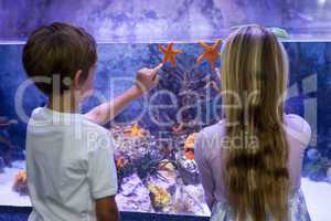 Children pointing at starfish in tank