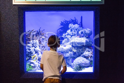 Young man looking at algae and stones in tank