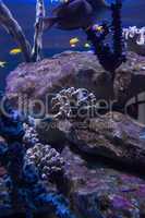 Corals and stones in a tank with swimming fish