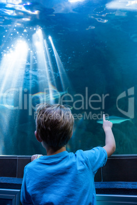 Young man pointing fish in a tank with his finger