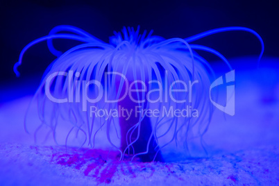 Blue sea anemone in aquarium