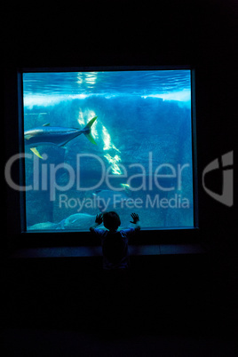 Young man watching fish in a darkest room