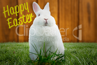 Composite image of fluffy bunny