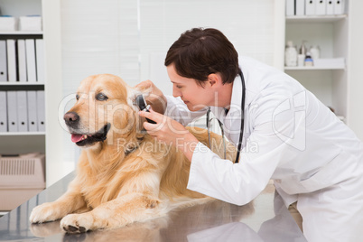 Veterinarian examining a cute dog