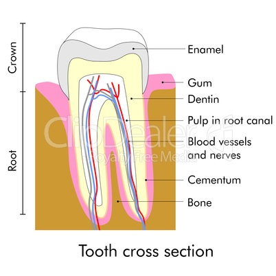 Tooth section