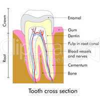 Tooth section