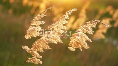 Dry Reeds in the Wind
