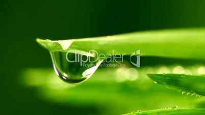 Water drop falling from grass