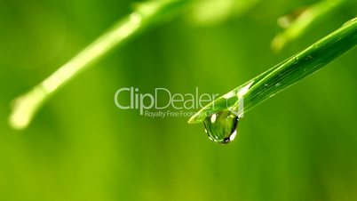 Water drop falling from grass