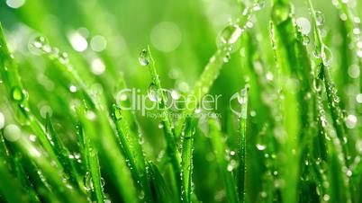 Grass under the rain