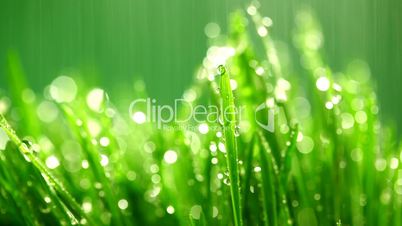 Grass under the rain