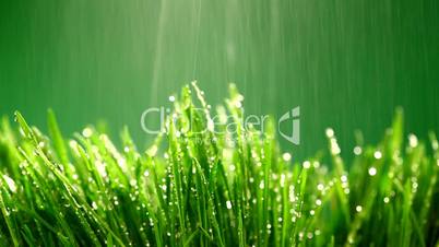 Grass under the rain