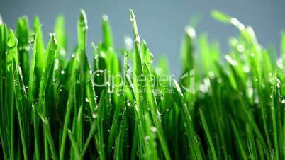 Grass under the rain