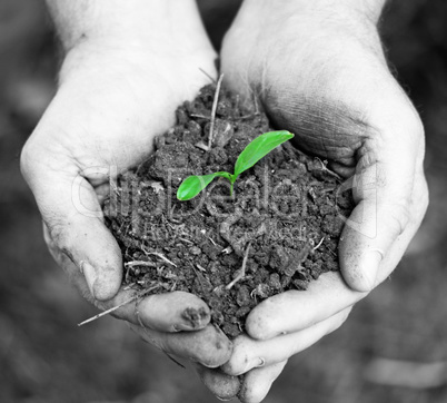 Green seedling germinating in soil