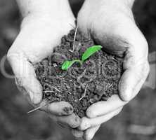 Green seedling germinating in soil