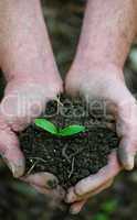 Green seedling germinating in soil