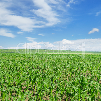 green corn field and blue sky