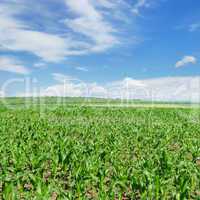 green corn field and blue sky