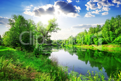 Green forest on river