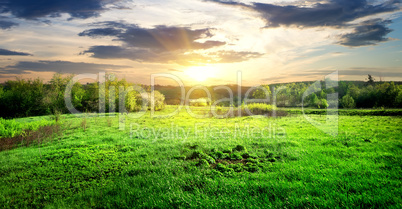 Green grass and trees