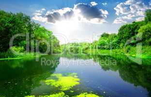 River through forest