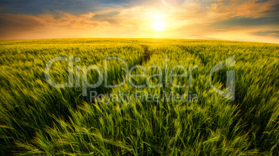 Feld führt zur untergehenden Sonne