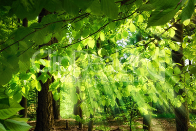 Lichtstrahlen durch frische Buchenblätter