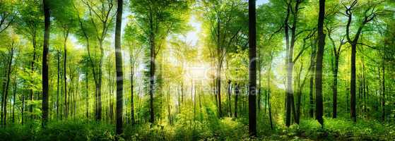 Wald Panorama mit Sonnenstrahlen