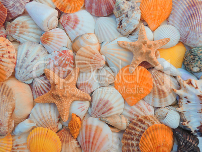 Natural sea background. Starfish and seashells