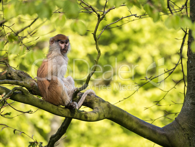 Affe auf einem Baum